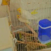 پرنده مولد|پرنده|بندر ماهشهر, |دیوار