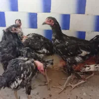 جوجه|حیوانات مزرعه|محمدیه-قزوین, |دیوار