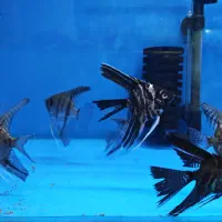 ماهی آکواریوم دلسا|ماهی|خمین, |دیوار