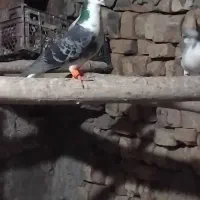 نرو ماده امری. اصفهانی