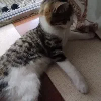 گربه رایگان|گربه|آزادشهر, |دیوار