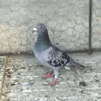 یک عدد کبوترپلاکی نر زور دار معاوضه با ماده پلاکی