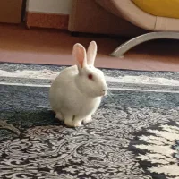 خرگوش|موش و خرگوش|بابکان, |دیوار