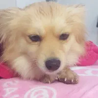 پامرانین گمشده|حیوانات|مشهد, حضرت حجت|دیوار