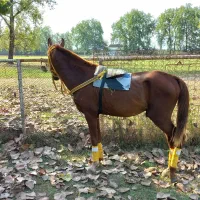 اسب|اسب و تجهیزات اسب‌سواری|پیربازار, |دیوار