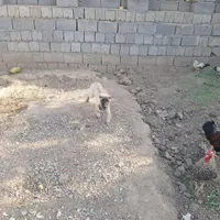 سگ گانگال ترکیه