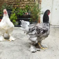 خروس و مرغ برهما اصل|حیوانات مزرعه|گنبد کاووس, |دیوار