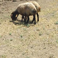 گوسفند