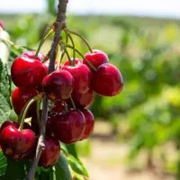 تولید نهال آلبالو گوشواره ای|خدمات باغبانی و درختکاری|چادگان, |دیوار