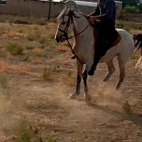 اسب کرد پر خون سواری دار|اسب و تجهیزات اسبسواری|اراک, |دیوار