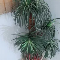 نخل|گل مصنوعی|مشهد, نوید|دیوار