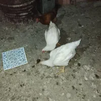 مرغ و خروس