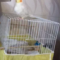 پرنده|پرنده|بندر گز, |دیوار