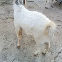 قناری|حیوانات مزرعه|رویدر, |دیوار