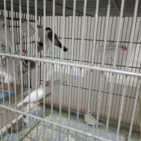 فنچ نرگسی و مرغ عشق رینبو سالم و سرحال