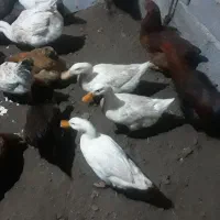 غاز و اردک طبیعی