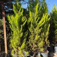 درخت سرو لاوسون *گلخانه من*|گل و گیاه طبیعی|بیرجند, |دیوار