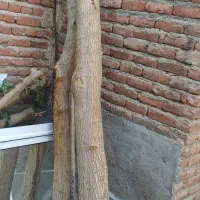 چوب درخت توت