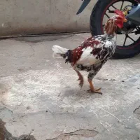 خوروس|حیوانات مزرعه|تهران, شهرک زینبیه|دیوار