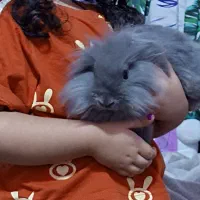 خرگوش لوپ هلندی