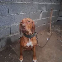 سگ‌شکاری‌پوینتر۱۵ماهه‌نر