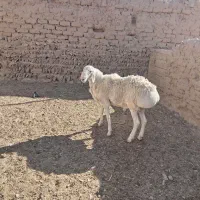 بره نر مناسب تخم یا کشتار|حیوانات مزرعه|درمیان, |دیوار