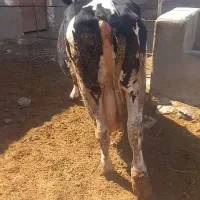 گاو گوشتی