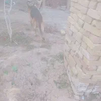 سگ ژرمن|سگ|سبزوار, توحیدشهر|دیوار