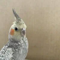 عروس هلندی گم شده