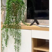 انواع ریسه ها و شمشاد سبز و گلدان