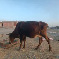 گاو