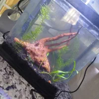 آکواریوم گیاه طبیعی