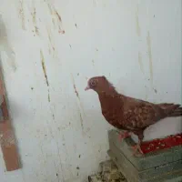 کفتر