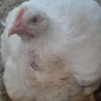 فروش مرغ گوشتی