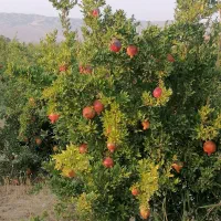 باغ و باغچه نقلی درختان مثمر منطقه ویلاسازی