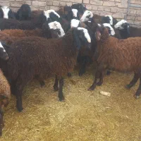 فروش ۳۰راس بره نر اصیل شال صاف و درشت|حیوانات مزرعه|دشتابی, |دیوار