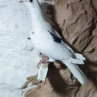 ماده گراف آلمانی