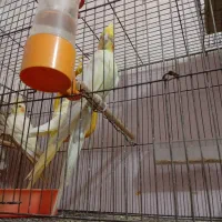 عروس هلندی گم شده