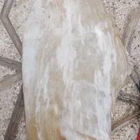 مشکوله گرماستی