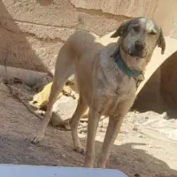 پژدر خالص|سگ|قره ضیاالدین, |دیوار