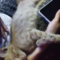 واگذاری فوری بچه گربه