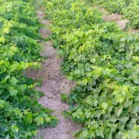 نهال انگور ضمانتی|خدمات باغبانی و درختکاری|میاندوآب, |دیوار