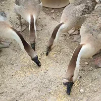 تخم نطفه دار قوغاز و مرغ برهما