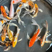ماهی ژاپنی باکیفیت کوی