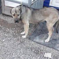 ماده سرابی|سگ|قزوین, |دیوار