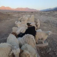 فروش گوسفند|حیوانات مزرعه|درب بهشت, |دیوار