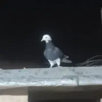 کفتر بهبونی|پرنده|شیراز, جوادیه|دیوار