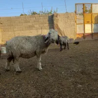 میش .بره .بز