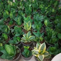 گل فروشی|گل و گیاه طبیعی|فلاورجان, |دیوار