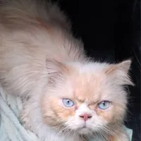 گربه پرشین